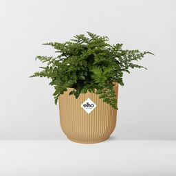 Asplenium Parvati in ELHO Vibes Fold 14cm geel (21791)