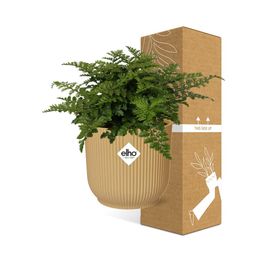 Asplenium Parvati in ELHO Vibes Fold 14cm geel (21791)