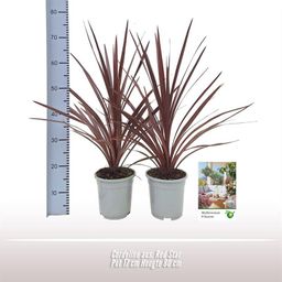 Cordyline Aus. Red Star - 1 stuk (32412)