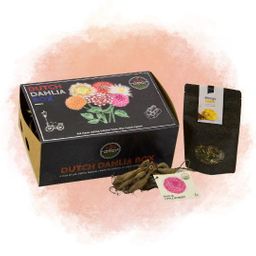 Flowerbulbs amsterdam Dutch Dahlia Box L, set van 6 dahlia's + Mango Kokos Thee, geschenk (8720938490842)