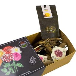 Flowerbulbs amsterdam Dutch Dahlia Box L, set van 6 dahlia's + Mango Kokos Thee, geschenk (8720938490842)