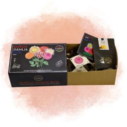 Flowerbulbs amsterdam Dutch Dahlia Box L, set van 6 dahlia's + Mango Kokos Thee, geschenk (8720938490842)