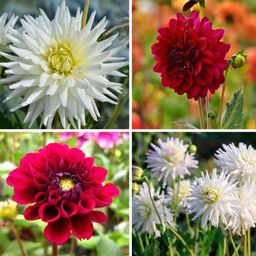 Flowerbulbs amsterdam Mix Romantic Beauties, 12 Dahlia Playa Blanca & 12 Dahlia Heatwave knollen voor 4 m² (8720938490781)