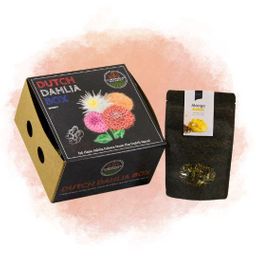Flowerbulbs amsterdam Dutch Dahlia Box M, set van 4 dahlia's + Mango Kokos Thee, geschenk (8720938490835)