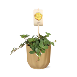Peperomia ‘Hope’ in ELHO Vibes Fold 14cm geel (21784)
