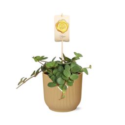 Peperomia ‘Hope’ in ELHO Vibes Fold 14cm geel (21784)