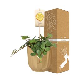 Peperomia ‘Hope’ in ELHO Vibes Fold 14cm geel (21784)