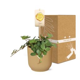 Peperomia ‘Hope’ in ELHO Vibes Fold 14cm geel (21784)