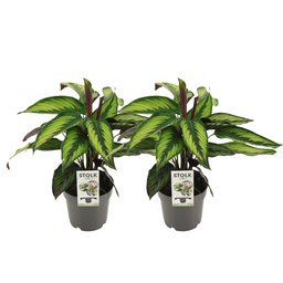 Calathea Majestica Princeps - 2 stuks (32925)
