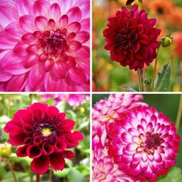 Flowerbulbs amsterdam Mix Outdoor Happiness, 12 Dahlia Little Robert & 12 Dahlia Heatwave knollen voor 4 m² (8720938490804)