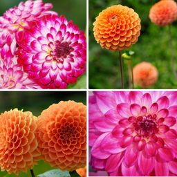 Flowerbulbs amsterdam Mix Pompon Splash, 6 Dahlia Little Robert & 6 Dahlia Ralphie knollen voor 2 m² (8720938490750)
