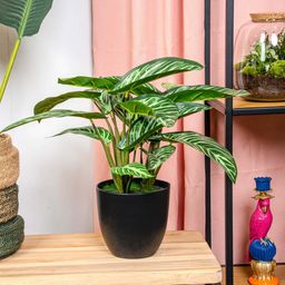 Calathea Zebrina in zwarte pot - 42 cm hoog - Kunstplant (8714344345247)