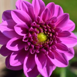 Flowerbulbs amsterdam Mix Gerard's Darlings, 12 Dahlia Natal & 12 Dahlia Blue Bell knollen voor 4 m² (8720938490828)