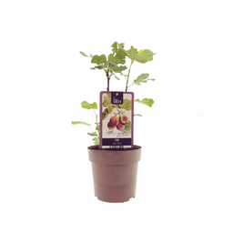 Ficus Brown Turkey (33069)