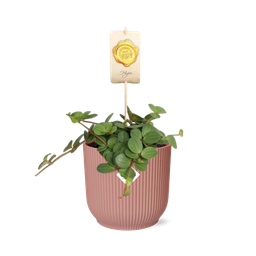 Peperomia ‘Hope’ in ELHO Vibes Fold 14cm roze (21794)
