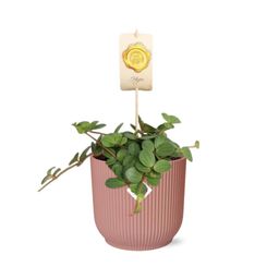 Peperomia ‘Hope’ in ELHO Vibes Fold 14cm roze (21794)