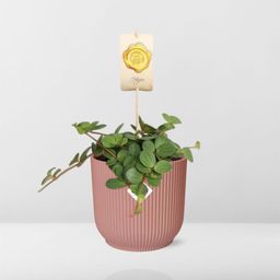 Peperomia ‘Hope’ in ELHO Vibes Fold 14cm roze (21794)