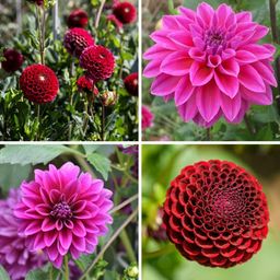 Flowerbulbs amsterdam Mix Gerard's Darlings, 6 Dahlia Natal & 6 Dahlia Blue Bell knollen voor 2 m² (8720938490811)