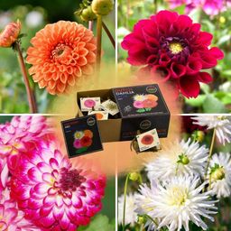 Flowerbulbs amsterdam Luxe Box Medium, set van 4 Dutch dahlia's (8720938490392)