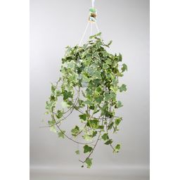 Hedera Helix Gold Child - Hang/XXL - Ø24cm - ↕cm (33024)