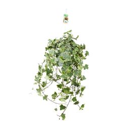 Hedera Helix Gold Child - Hang/XXL - Ø24cm - ↕cm (33024)