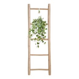 Hedera Helix Gold Child - Hang/XXL - Ø24cm - ↕cm (33024)