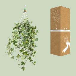 Hedera Helix Gold Child - Hang/XXL - Ø24cm - ↕cm (33024)