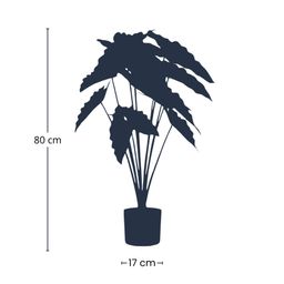 Alocasia 80cm - Kunstplant (08714344298581)