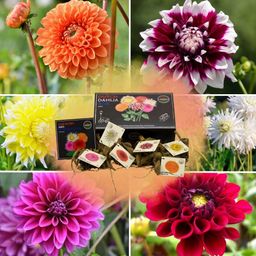 Flowerbulbs amsterdam Luxe Box Large, set van 6 Dutch dahlia's (8720938490385)