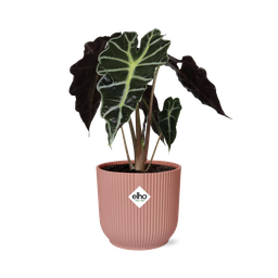 Alocasia ‘Polly’ in ELHO Vibes Fold 14cm roze (21739)