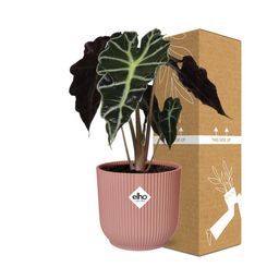 Alocasia ‘Polly’ in ELHO Vibes Fold 14cm roze (21739)