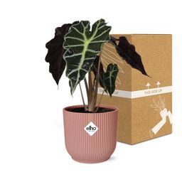 Alocasia ‘Polly’ in ELHO Vibes Fold 14cm roze (21739)