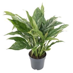 Diamond Variegata 14cm (28928)