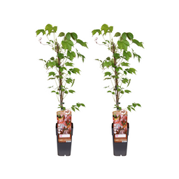 Parthenocissus Tricuspidata Veitch Boskoop - 2 stuks (32917)