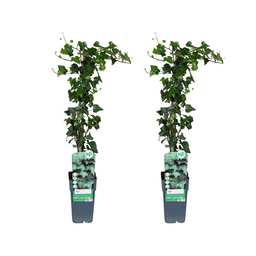 Hedera helix - 2 stuks (32916)