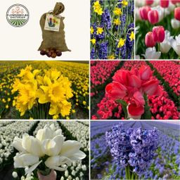 Flowerbulbs amsterdam Super Holland Mix - Duurzame voordeelzak, 100 bloembollen voor 2,5 m2 bloemenpracht - Maat 12+ (8720938490903)