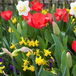 Flowerbulbs amsterdam Super Lasting Wild Mix - Duurzame voordeelzak, 100 bloembollen voor 2,5 m2 bloemenpracht (8720938490927)