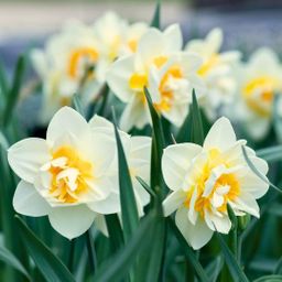 Flowerbulbs amsterdam Super Lasting Wild Mix - Duurzame voordeelzak, 100 bloembollen voor 2,5 m2 bloemenpracht (8720938490927)