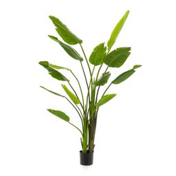 Strelitzia nicolai - 180 cm - In zwarte pot - Kunstplant (8714344333350)