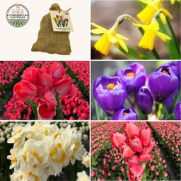 Flowerbulbs amsterdam Medium Lasting Wild Mix - Duurzame voordeelzak, 50 bloembollen voor 1 m2 bloemenpracht (8720938490910)
