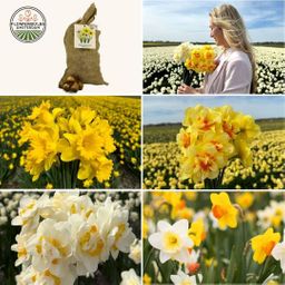 Flowerbulbs amsterdam Super Narcissus Mix - Duurzame voordeelzak, 100 bloembollen voor 2,5 m2 bloemenpracht - Maat 12/14 (8720938490880)
