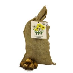 Flowerbulbs amsterdam Super Narcissus Mix - Duurzame voordeelzak, 100 bloembollen voor 2,5 m2 bloemenpracht - Maat 12/14 (8720938490880)