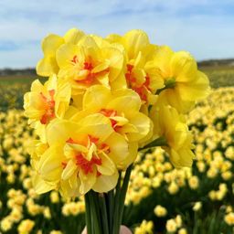 Flowerbulbs amsterdam Super Narcissus Mix - Duurzame voordeelzak, 100 bloembollen voor 2,5 m2 bloemenpracht - Maat 12/14 (8720938490880)