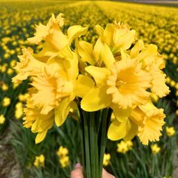 Flowerbulbs amsterdam Super Narcissus Mix - Duurzame voordeelzak, 100 bloembollen voor 2,5 m2 bloemenpracht - Maat 12/14 (8720938490880)