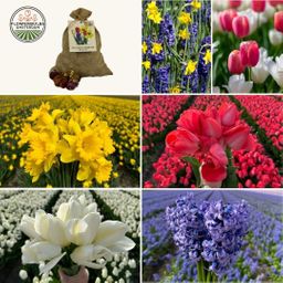 Flowerbulbs amsterdam Medium Holland Mix - Duurzame voordeelzak, 50 bloembollen voor 1 m2 bloemenpracht - Maat 12+ (8720938490897)