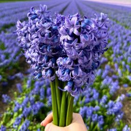 Flowerbulbs amsterdam Medium Holland Mix - Duurzame voordeelzak, 50 bloembollen voor 1 m2 bloemenpracht - Maat 12+ (8720938490897)