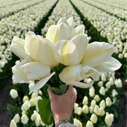 Flowerbulbs amsterdam Medium Holland Mix - Duurzame voordeelzak, 50 bloembollen voor 1 m2 bloemenpracht - Maat 12+ (8720938490897)