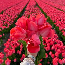 Flowerbulbs amsterdam Medium Holland Mix - Duurzame voordeelzak, 50 bloembollen voor 1 m2 bloemenpracht - Maat 12+ (8720938490897)