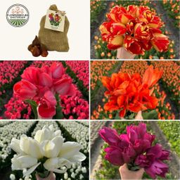 Flowerbulbs amsterdam Medium Tulip Mix - Duurzame voordeelzak, 50 bloembollen voor 1 m2 bloemenpracht - Maat 12+ (8720938490859)