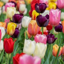 Flowerbulbs amsterdam Medium Tulip Mix - Duurzame voordeelzak, 50 bloembollen voor 1 m2 bloemenpracht - Maat 12+ (8720938490859)